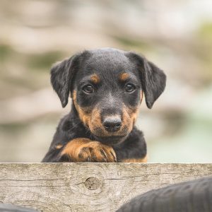 Deutscher Jagdterrier Welpe Rettungshund - Hundefotografie, Hundesportfotografie, Tierfotografie in Potsdam und Berlin - Sophia Zoike Photography