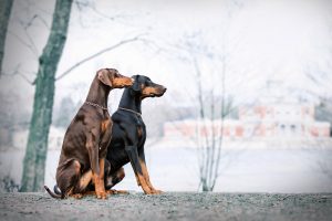 Dobermann - Hundefotografie und Tierfotografie in Potsdam und Berlin - Sophia Zoike Photography