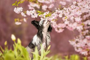 Chinese Crested, Chinesischer Schopfhund, Nackthund, Kirschblüte - Hundefotografie und Tierfotografie in Potsdam und Berlin - Sophia Zoike Photography