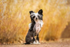Chinese Crested, Chinesischer Schopfhund, Nackthund - Hundefotografie und Tierfotografie in Potsdam und Berlin - Sophia Zoike Photography
