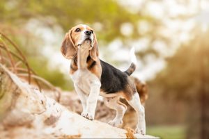 Beagle Welpe - Hundefotografie und Tierfotografie in Potsdam und Berlin - Sophia Zoike Photography