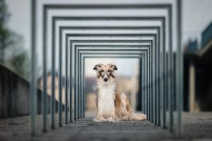Barsoi, Stadtshooting - Hundefotografie und Tierfotografie in Potsdam und Berlin - Sophia Zoike Photography