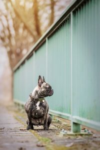 Französische Bulldogge - Hundefotografie und Tierfotografie in Potsdam und Berlin - Sophia Zoike Photography