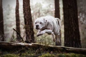 American Bullterrier - Hundefotografie und Tierfotografie in Potsdam und Berlin - Sophia Zoike Photography