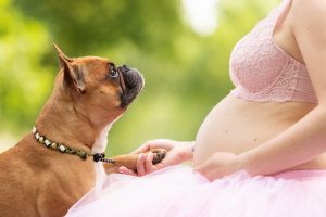 Französische Bulldogge, Babybauchshooting mit Hund, Babybauch - Hundefotografie und Tierfotografie in Potsdam und Berlin - Sophia Zoike Photography