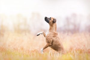 Staffordshire Terrier, Labador, Mischling - Hundefotografie und Tierfotografie in Potsdam und Berlin - Sophia Zoike Photography