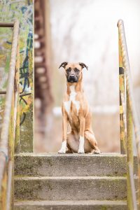 Staffordshire Terrier, Labador, Mischling - Hundefotografie und Tierfotografie in Potsdam und Berlin - Sophia Zoike Photography