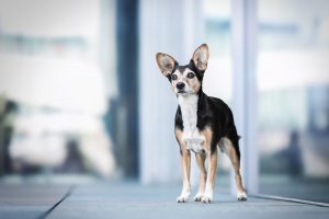 Mischling, Stadtshooting - Hundefotografie und Tierfotografie in Potsdam und Berlin - Sophia Zoike Photography