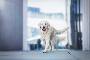 Golden Retriever, Stadtshooting - Hundefotografie und Tierfotografie in Potsdam und Berlin - Sophia Zoike Photography