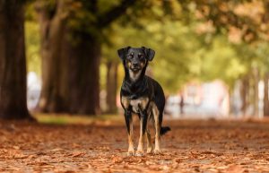 Working Kelpie Australian Shepherd - Hundefotografie und Tierfotografie in Potsdam und Berlin - Sophia Zoike Photography