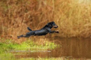 Deutscher Jagdterrier, Wasser, Actionshoot - Hundefotografie, Tierfotografie und Hundesportfotografie in Potsdam - Sophia Zoike Photography
