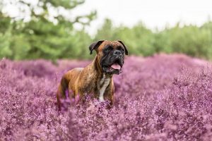 Deutscher Boxer - Hundefotografie und Tierfotografie in Potsdam und Berlin - Sophia Zoike Photography