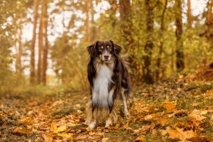 Australian Shepherd - Hundefotografie und Tierfotografie in Potsdam und Berlin von Sophia Zoike Photography