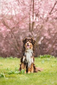 Australian Shepherd - Hundefotografie und Tierfotografie in Potsdam und Berlin von Sophia Zoike Photography