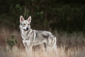 Saarloos Wolfhund - Hundefotografie und Tierfotografie in Potsdam und Berlin - Sophia Zoike Photography