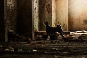 Appenzeller Sennenhund, Trümmersuche, Rettungshunde - Hundefotografie, Hundesportfotografie, Tierfotografie in Potsdam und Berlin - Sophia Zoike Photography