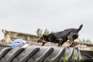 Deutscher Jagdterrier Rettungshund Trümmersuche - Hundefotografie, Hundesportfotografie, Tierfotografie in Potsdam und Berlin - Sophia Zoike Photography
