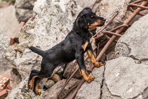 Deutscher Jagdterrier Welpe Rettungshund - Hundefotografie, Hundesportfotografie, Tierfotografie in Potsdam und Berlin - Sophia Zoike Photography