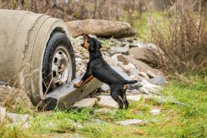 Deutscher Jagdterrier Welpe Rettungshund - Hundefotografie, Hundesportfotografie und Tierfotografie in Potsdam und Berlin - Sophia Zoike Photography