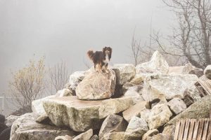 Australian Shepherd, Rettungshund - Hundefotografie und Tierfotografie in Potsdam von Sophia Zoike Photography